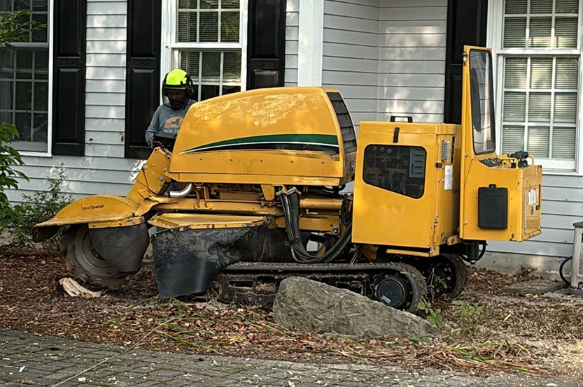 Complete Tree Stump Removal Process