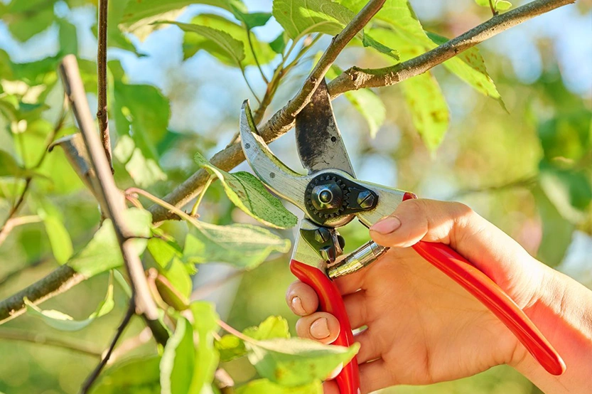 Expert Knowledge in Tree Health and Pruning