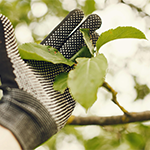 Schedule Your Free Tree Risk Assessment Now