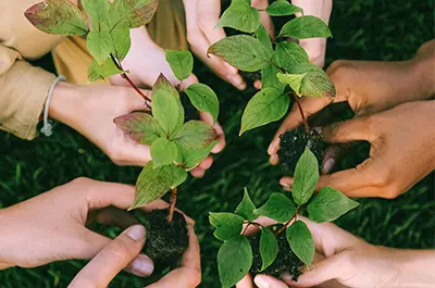 tree planting service