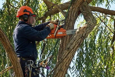 tree purning service 2