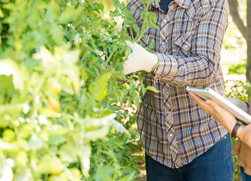 Arborist Health Consultations and Assessments