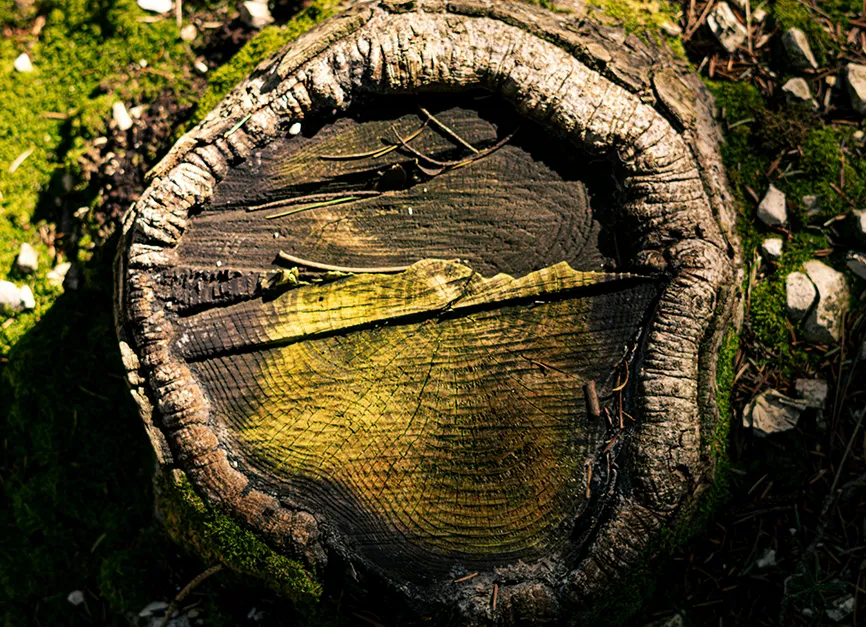 Chemical Stump Degradation