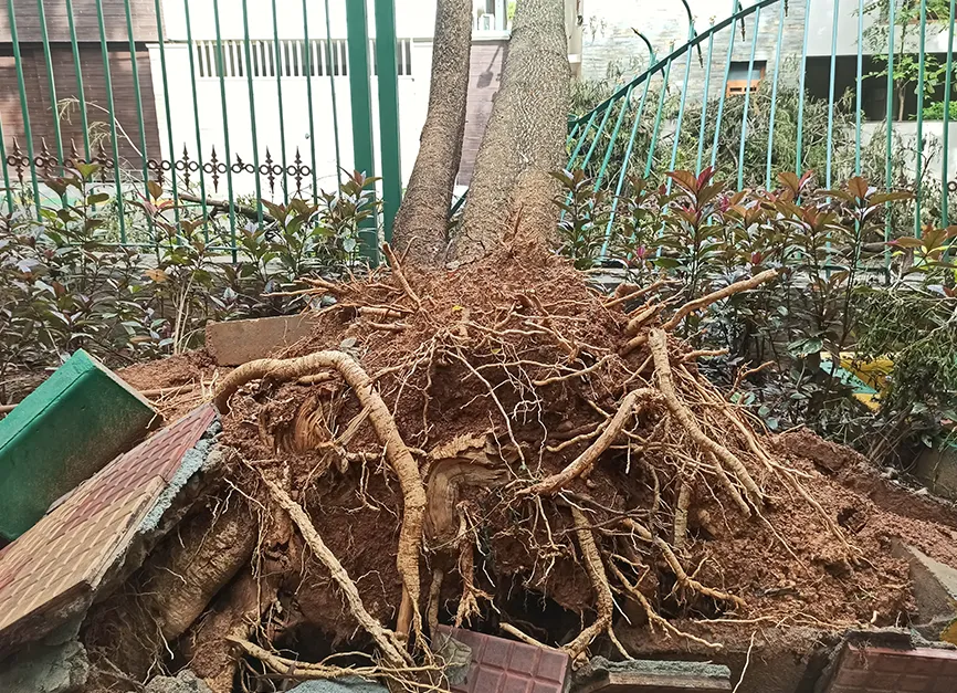 Complete Root Ball Haul Away Disposal