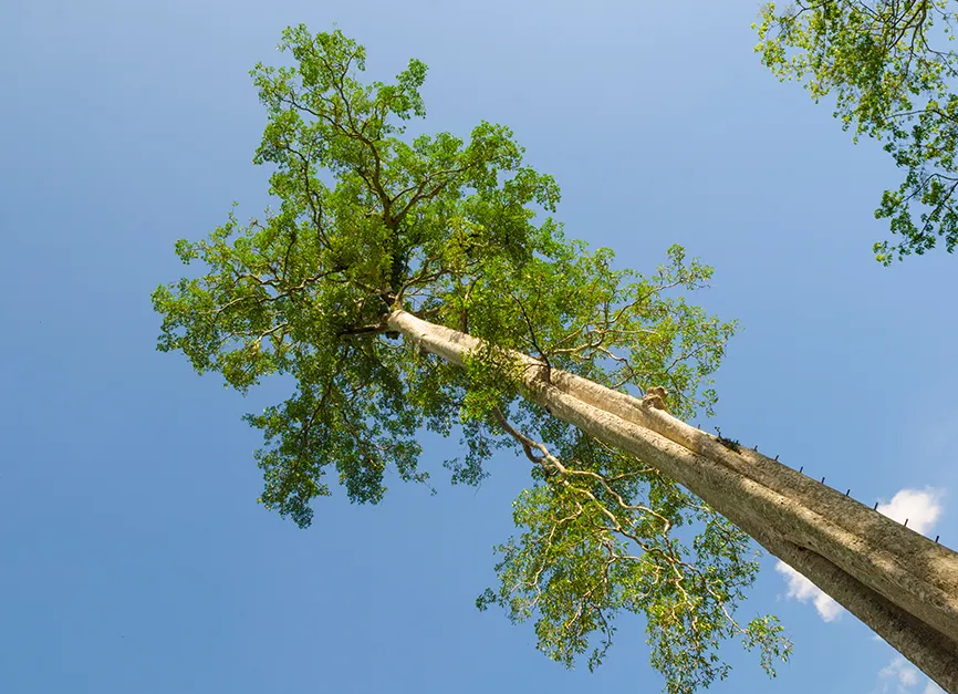 Crown Elevating and Lower Branch Removal