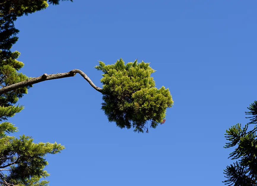 Crown Reduction and Canopy Management