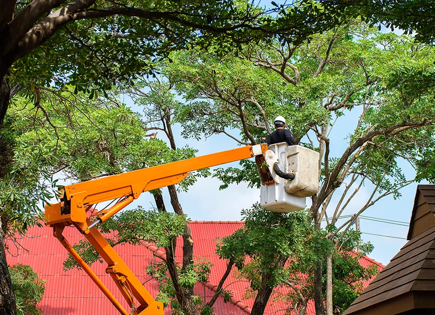 Crown Thinning Canopy Maintenance