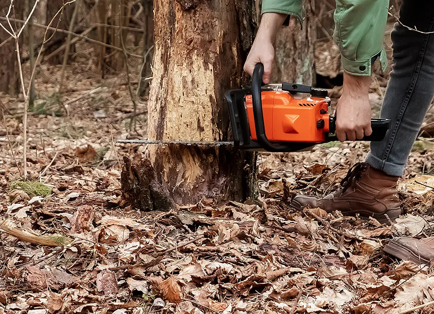 Deadwooding Dead Diseased Limb Removal