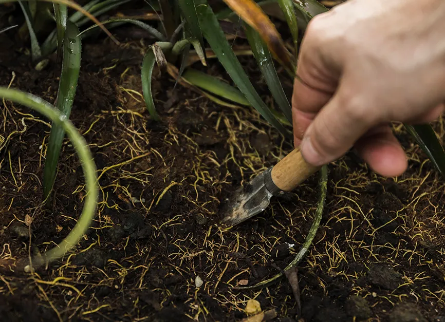 Deep Root Fertilization and Soil Conditioning