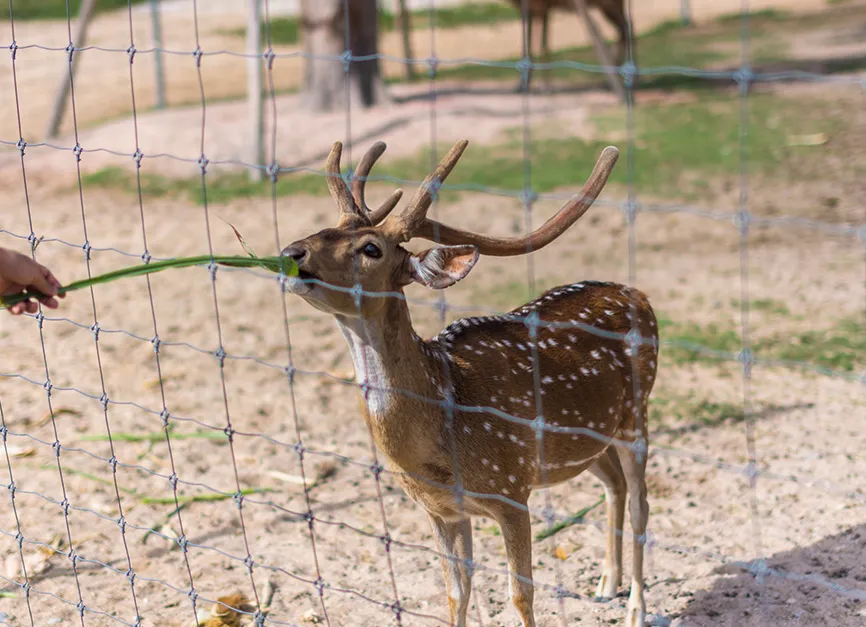 Deer Wildlife Fencing