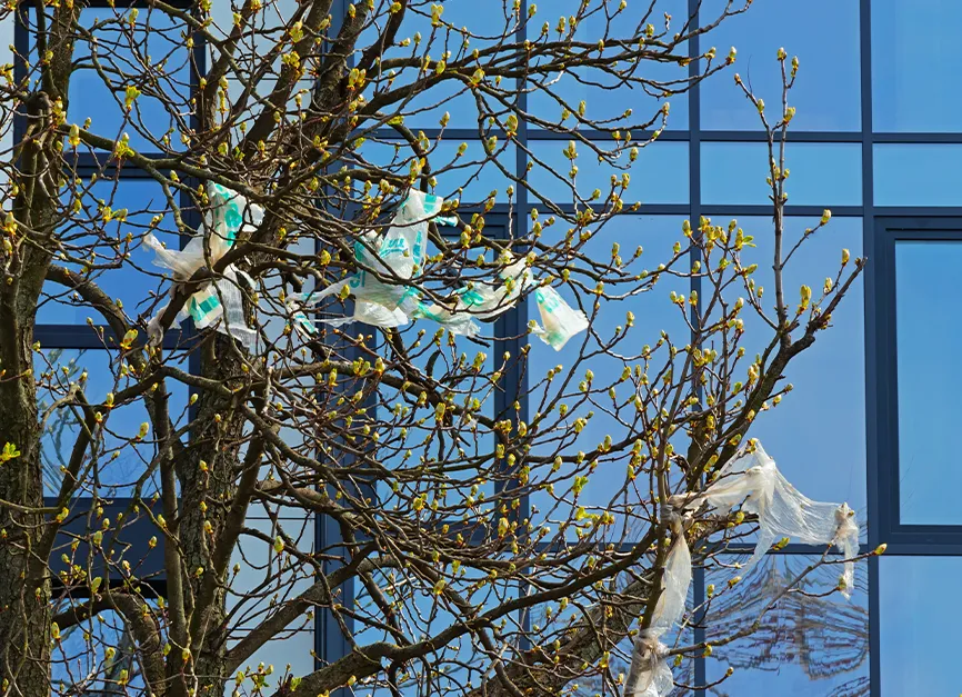 Emergency Storm Damage Pruning