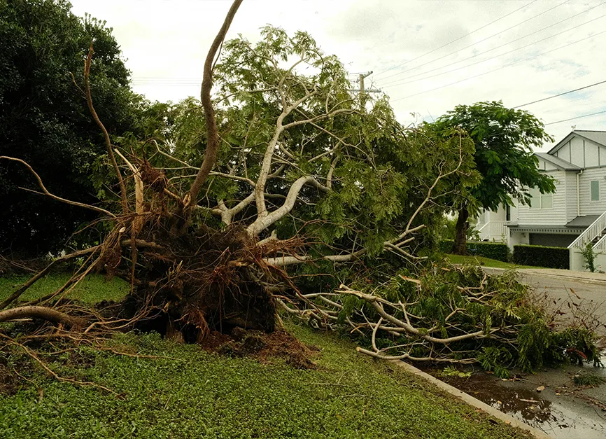 Emergency Storm Damage Tree Service