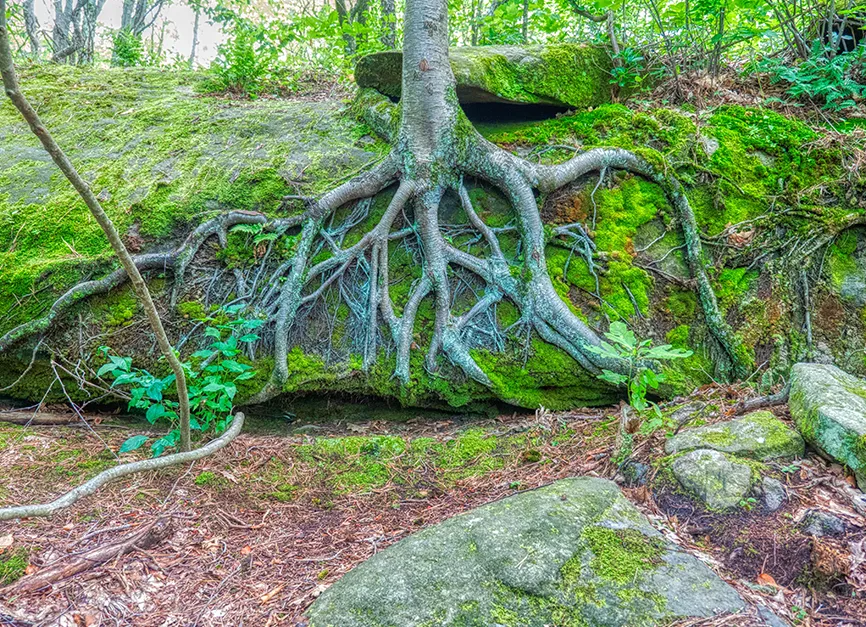 Entangled Rock Boulder