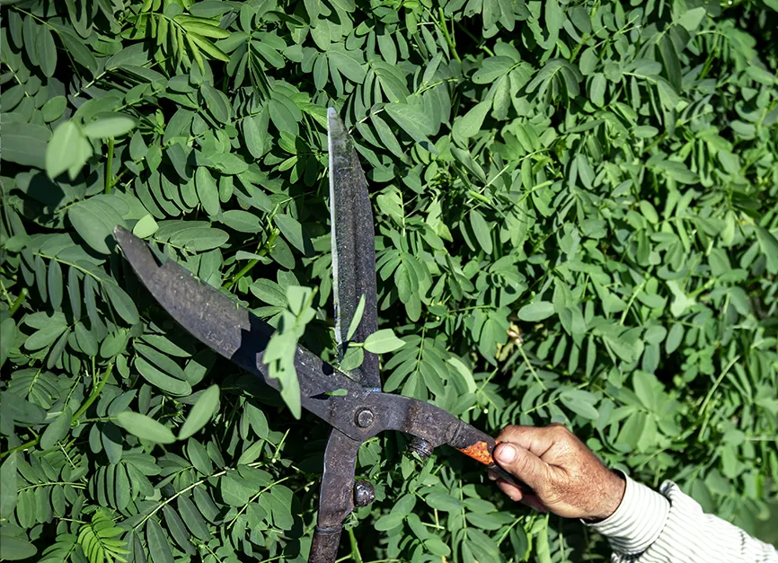 Fine Pruning and Aesthetic Shaping