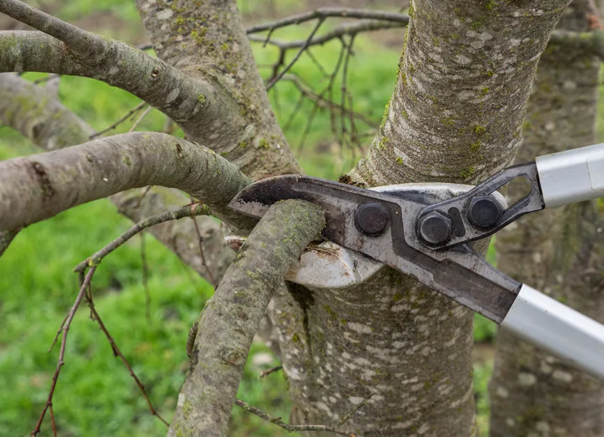 Formative Pruning for Saplings and Young Trees