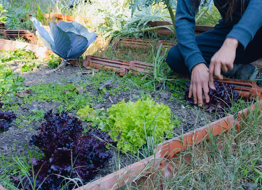 Garden Bed Winterization and Perennial Cutbacks