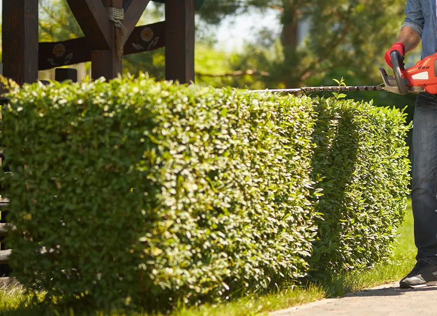Hedge Large Shrub Trimming