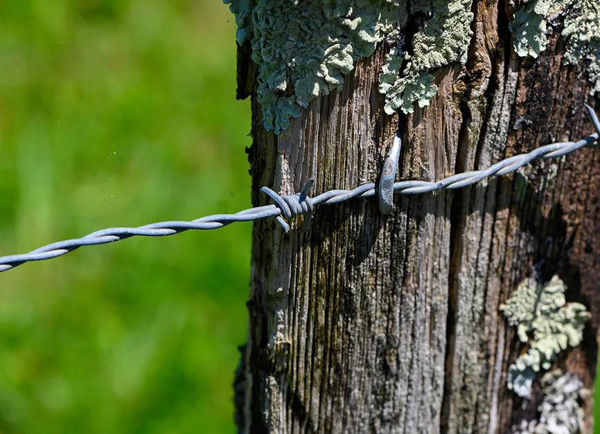 Lightning Protection System Installation for Mature Trees