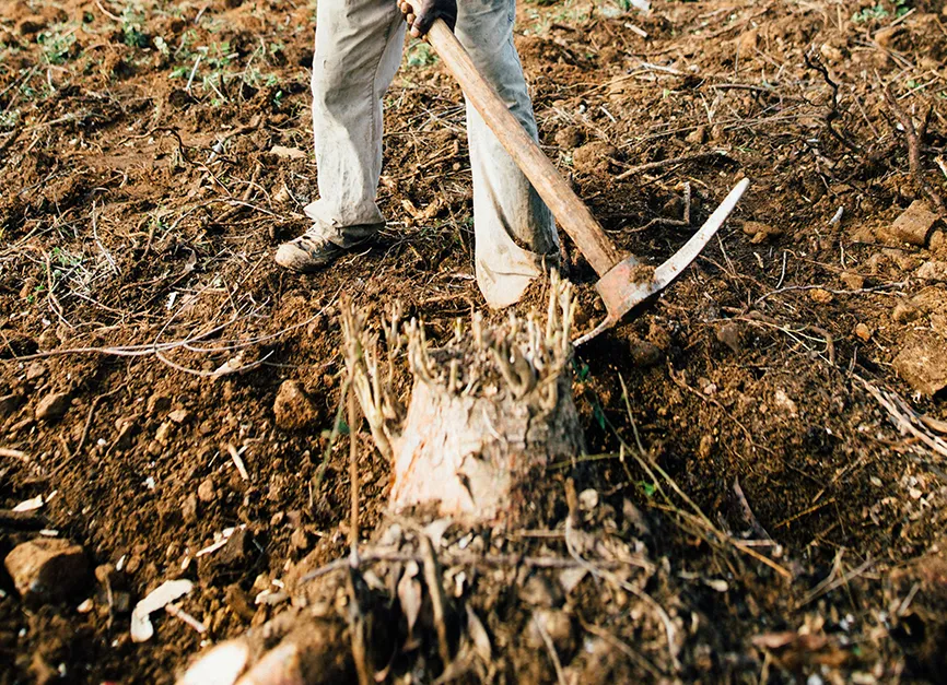 Manual Digging tree Stump