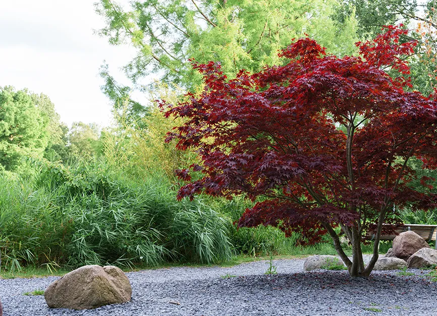 Mature Specimen Tree Installation