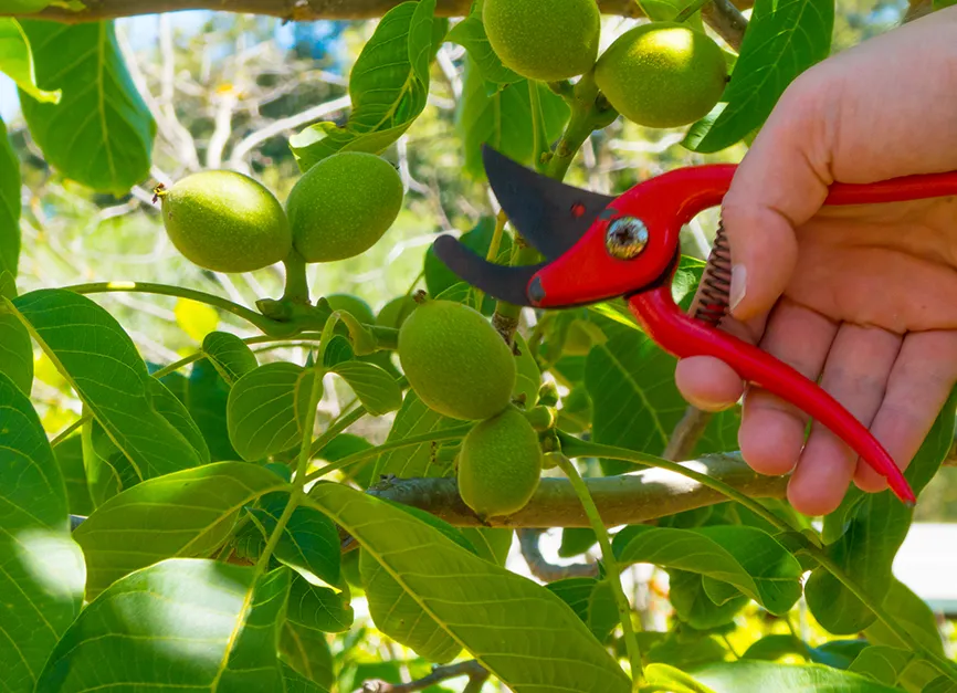 Ornamental Fruit Tree Pruning