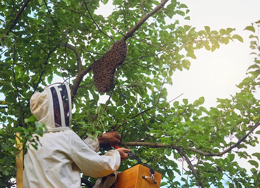 Pest and Insect Control