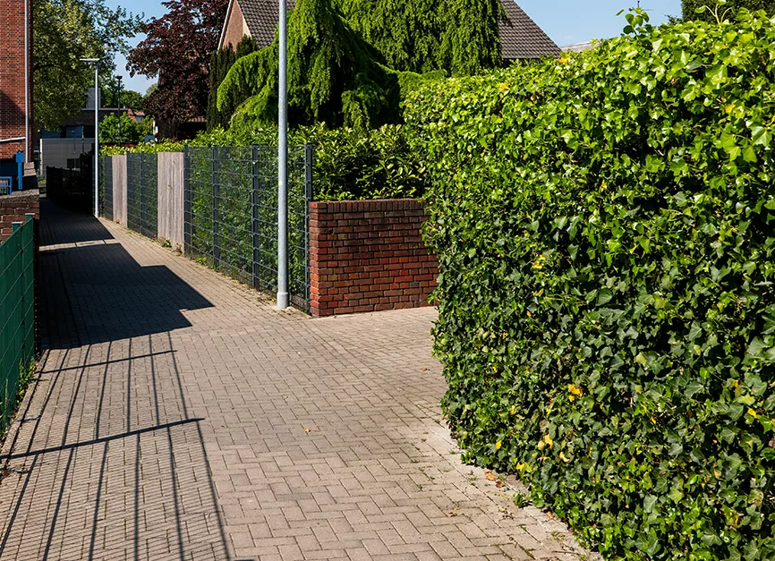Privacy Hedge and Boundary Screen Planting