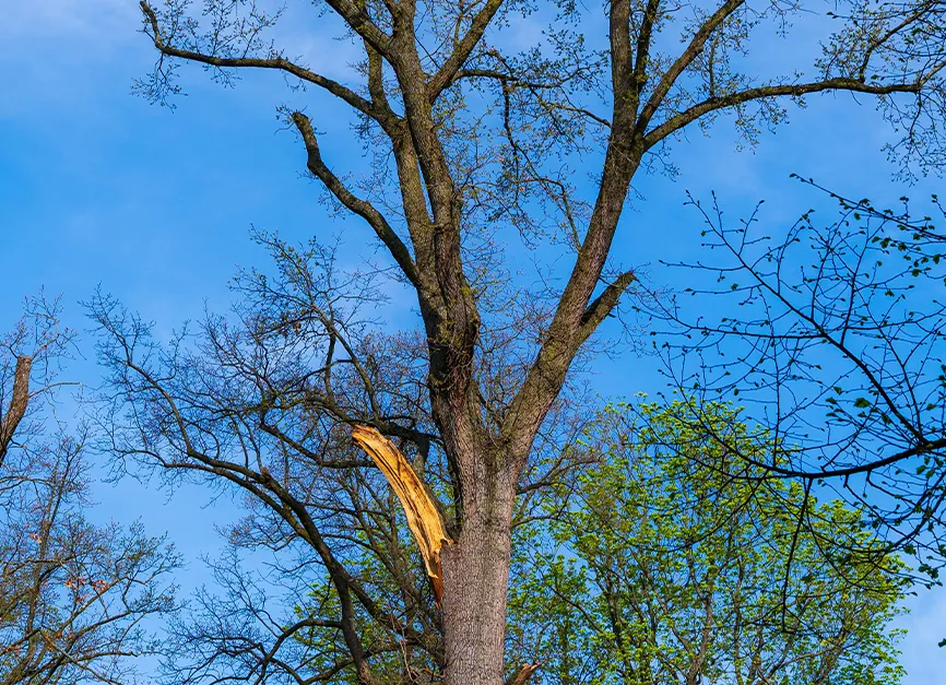 Restoration Pruning for Damaged Trees