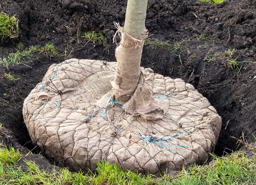 Root Ball Preparation and Proper Depth Placement