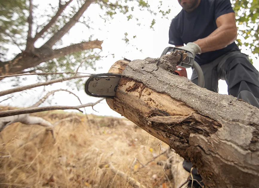 Safe Tree and Large Limb Removal