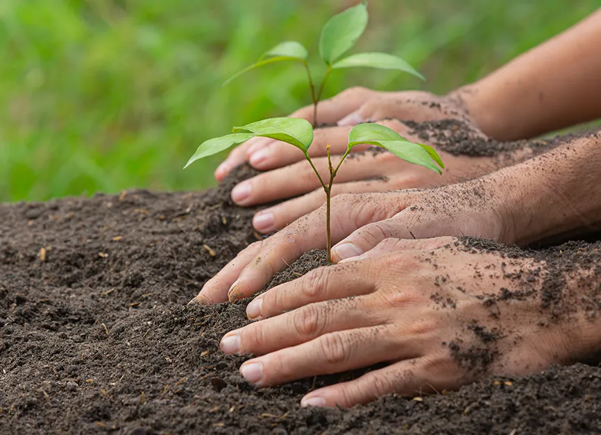 Sapling and Young Tree Installation
