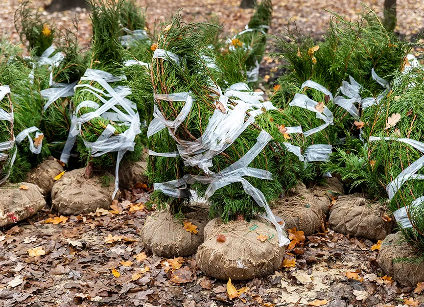 Shrub and Bush Burlap Wrapping