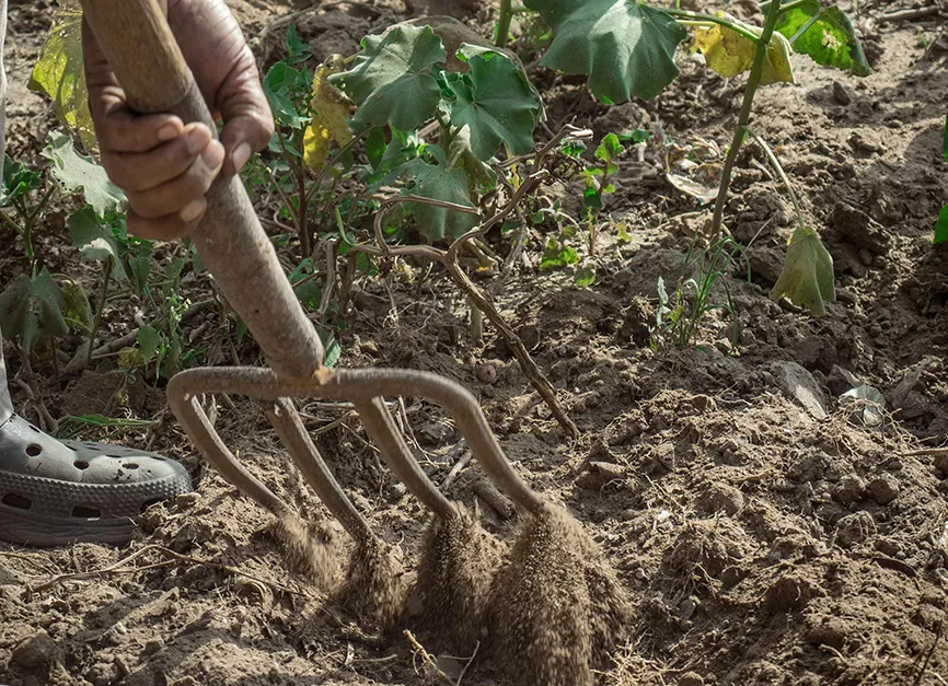Site Evaluation and Soil Amendment