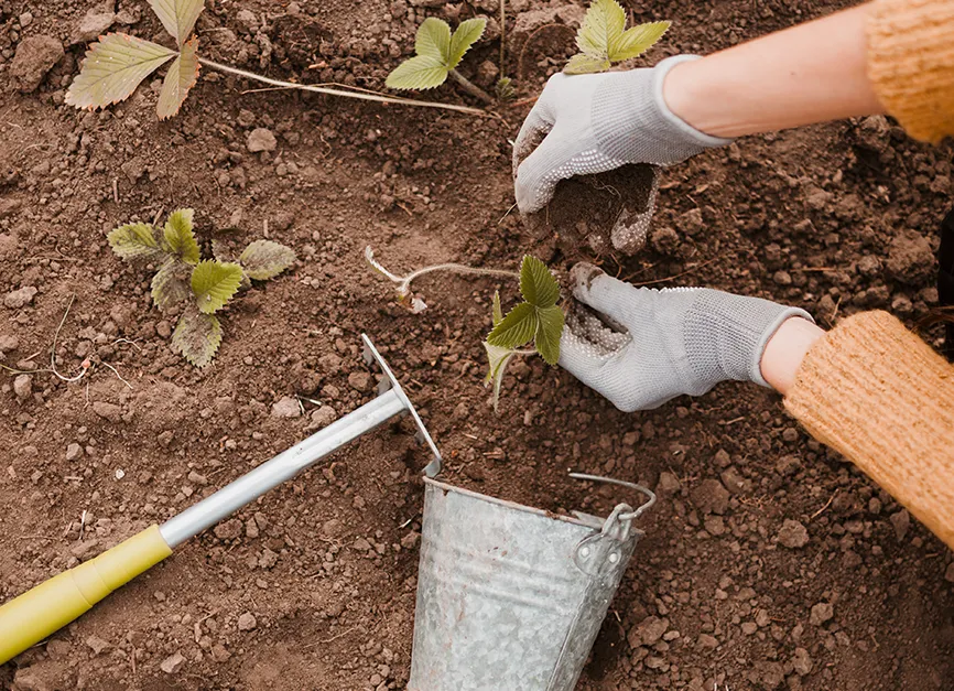 Softscaping Plant Soil Installation