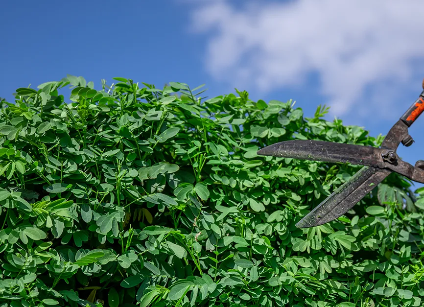 Structural Pruning for Growth Correction
