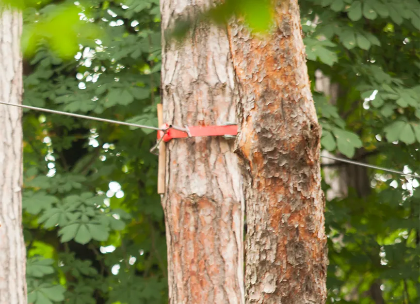 Structural Tree Cabling and Bracing