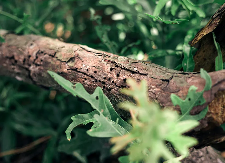 Tree Disease Diagnosis and Treatment Programs
