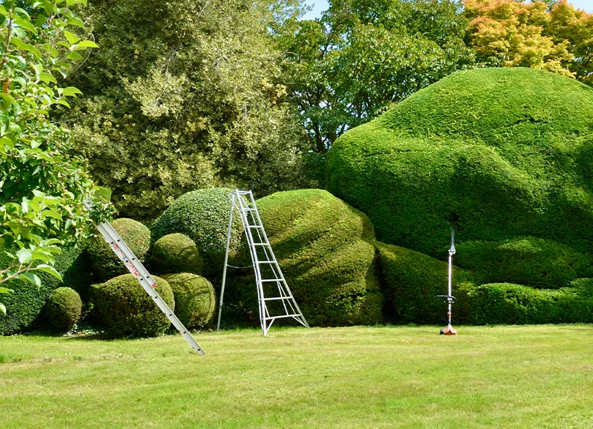 Tree Shrub Care Services