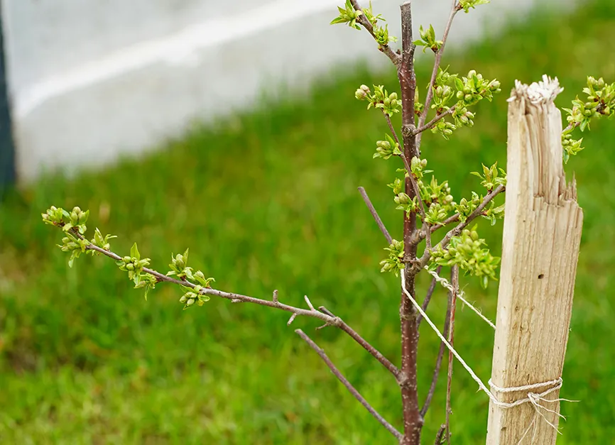 Tree Staking and Guying