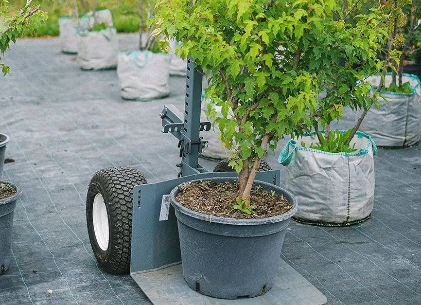 Tree Transplanting and On Site Relocation
