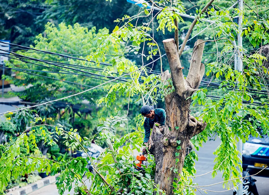 Utility Line Roof Clearance Pruning