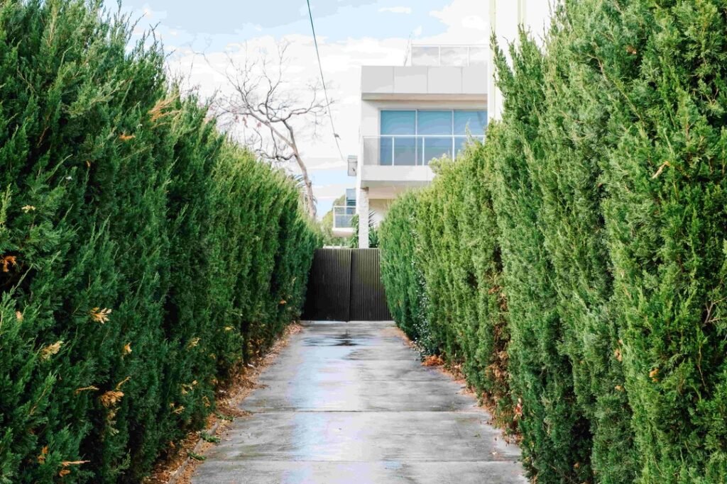 Best Evergreen Privacy Screening Trees for Multi-Acre Properties in North Greenwich